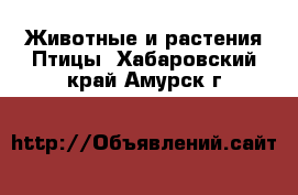 Животные и растения Птицы. Хабаровский край,Амурск г.